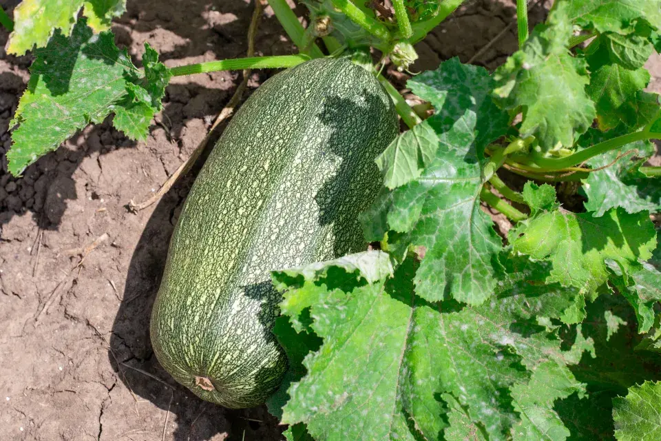 Přerostlá cuketa