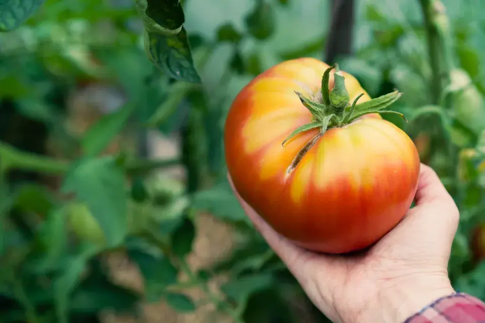 Zelený límec rajčete