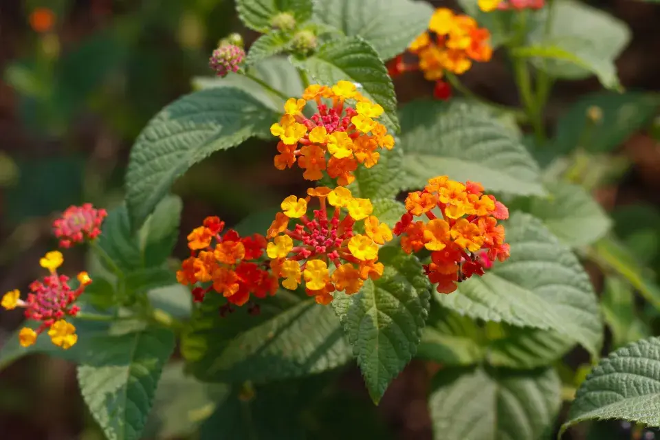Libora neboli lantana