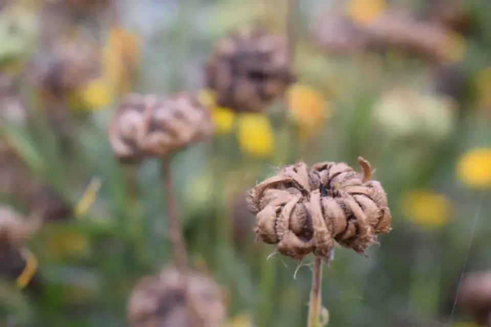 Měsíček lékařský (Calendula officinalis)