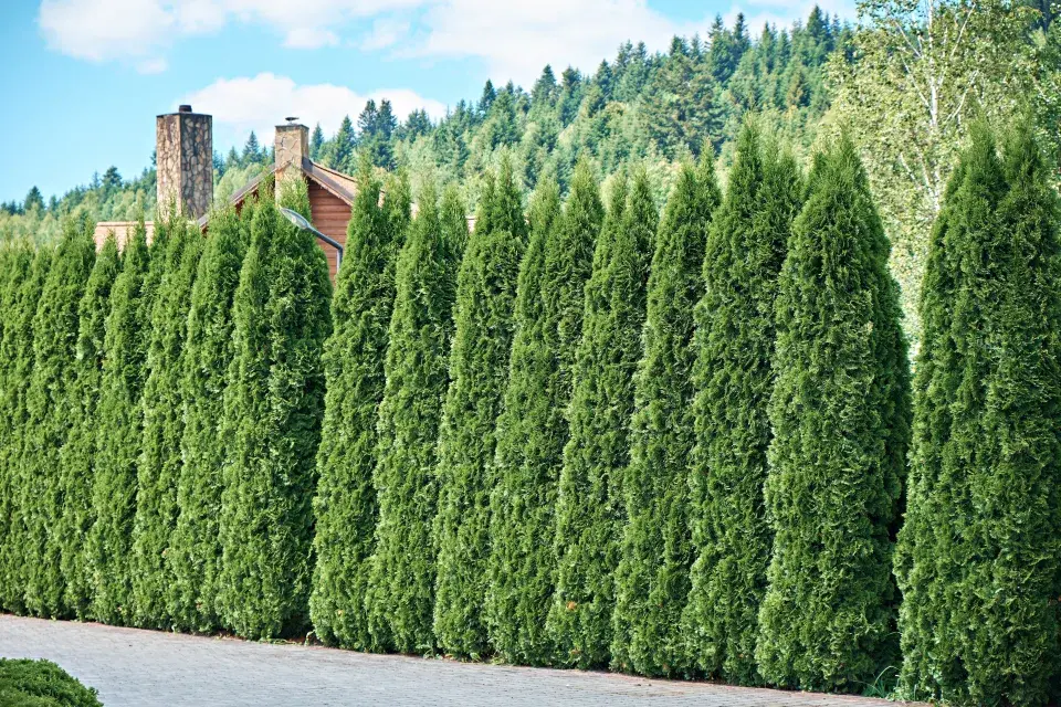 Hnědnutí tújí bývá častým problémem