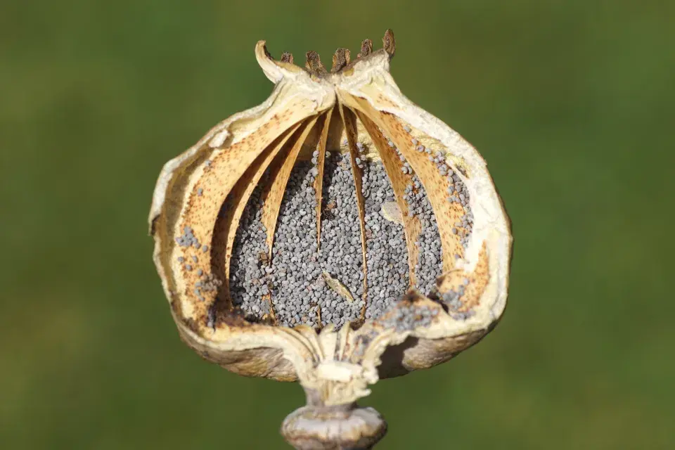 zralá semena v makovici chrastí