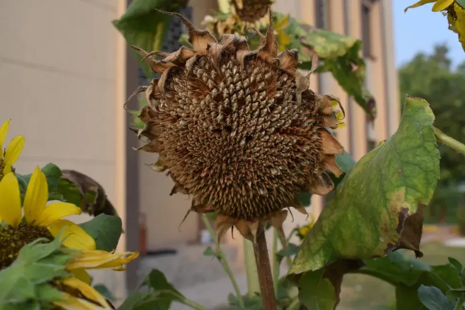 Slunečnice roční (Helianthus annuus)