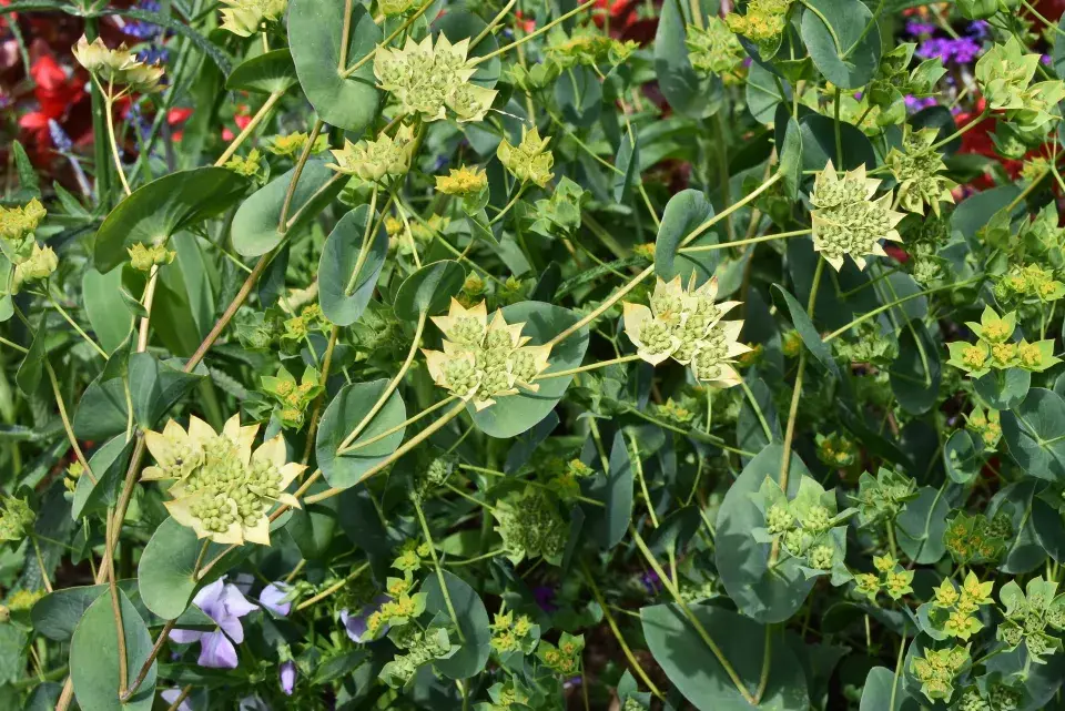 Prorostlík okrouhlolistý