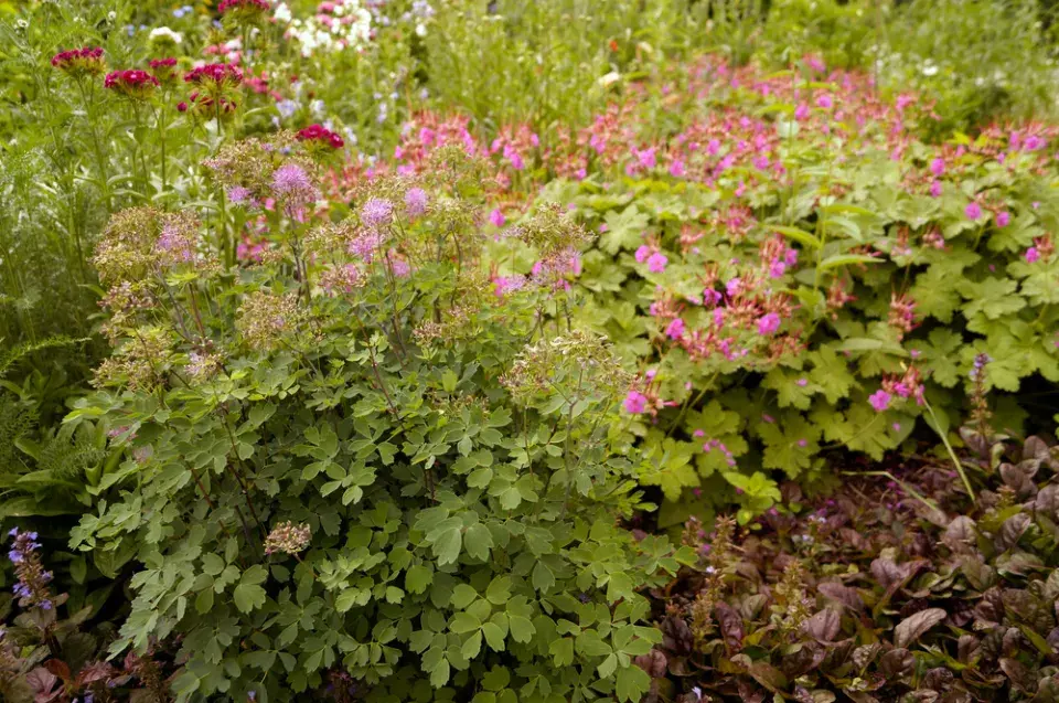 Žluťucha orlíčkolistá (Thalictrum aquilegifolium)