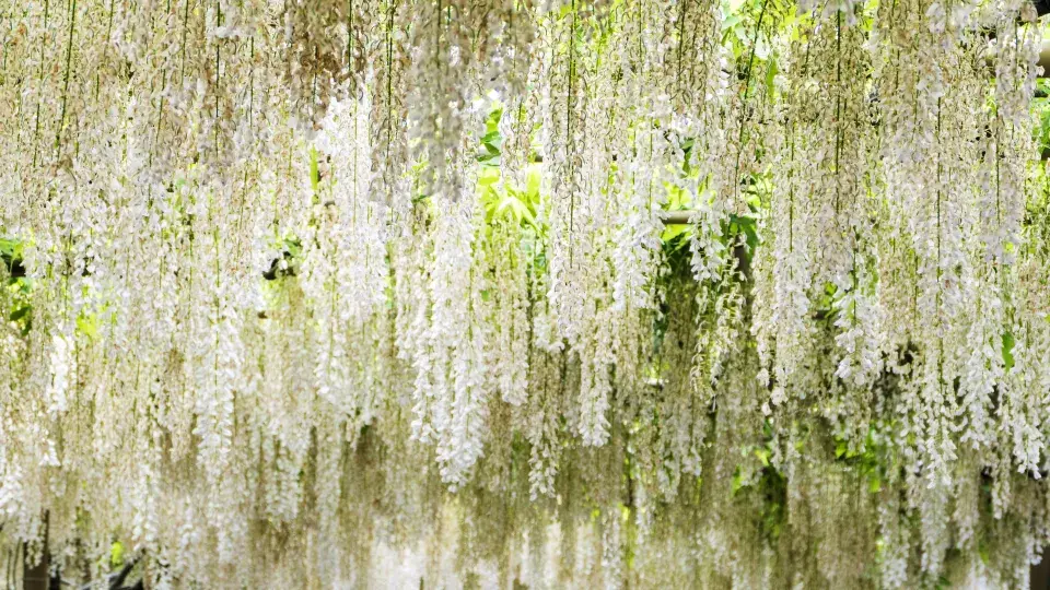 vistárie v Japonsku