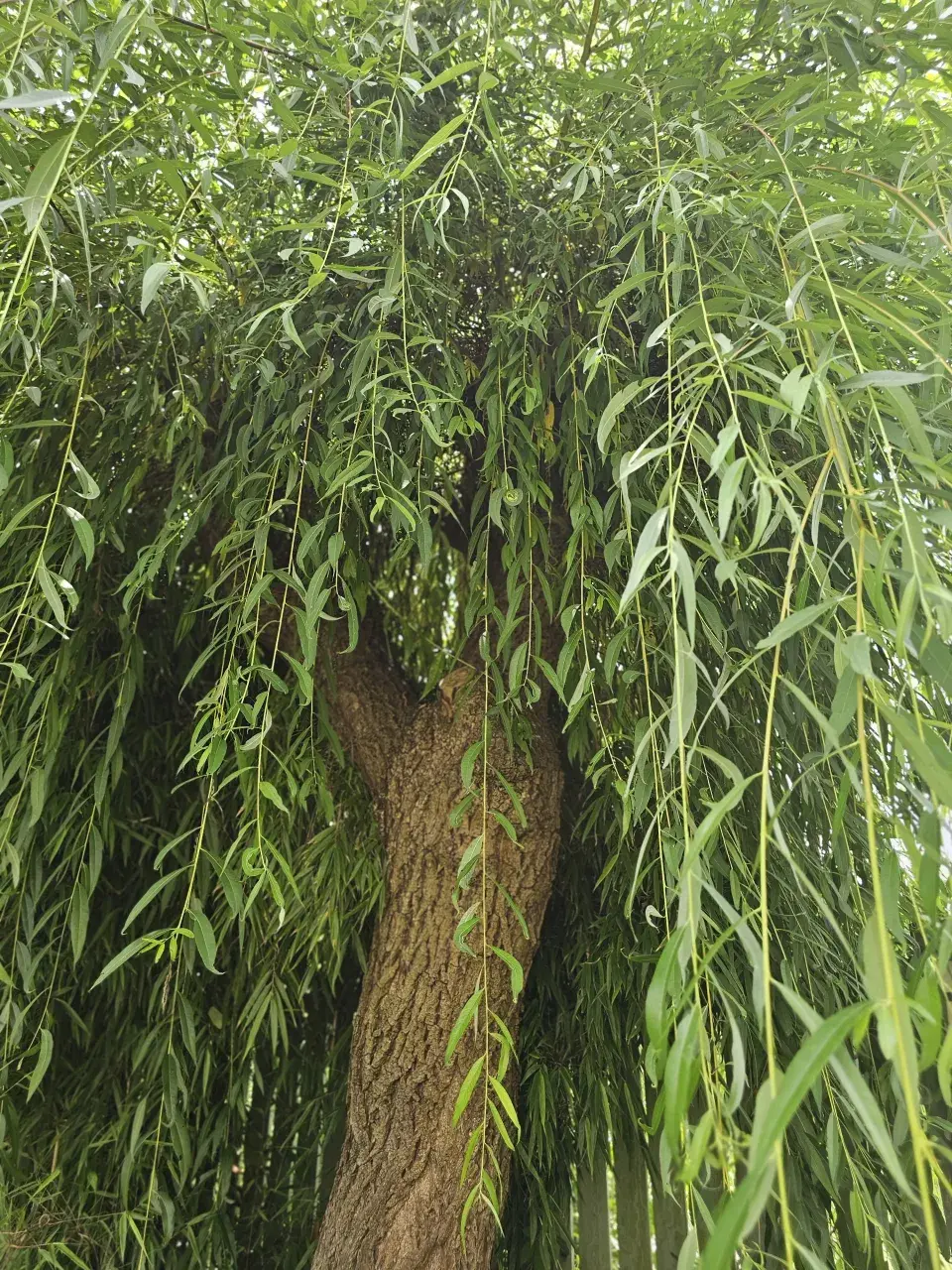 Zahrada Evy a Václava Hudečkových