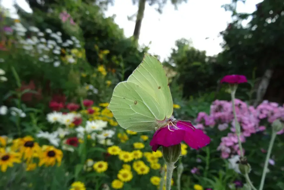 Zahrada je plná života a krásných rostlin