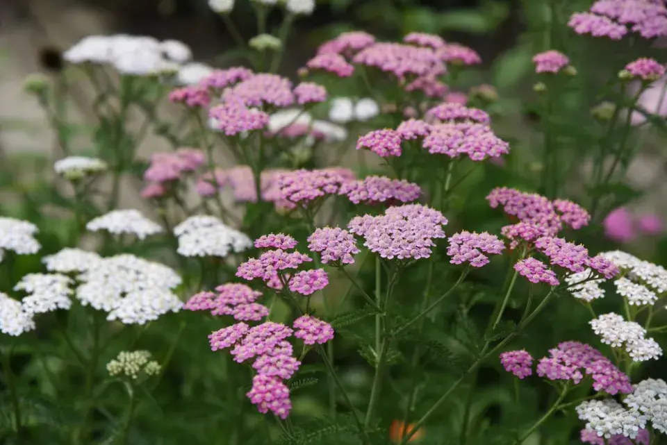Řebříček obecný (Achillea millefolium)