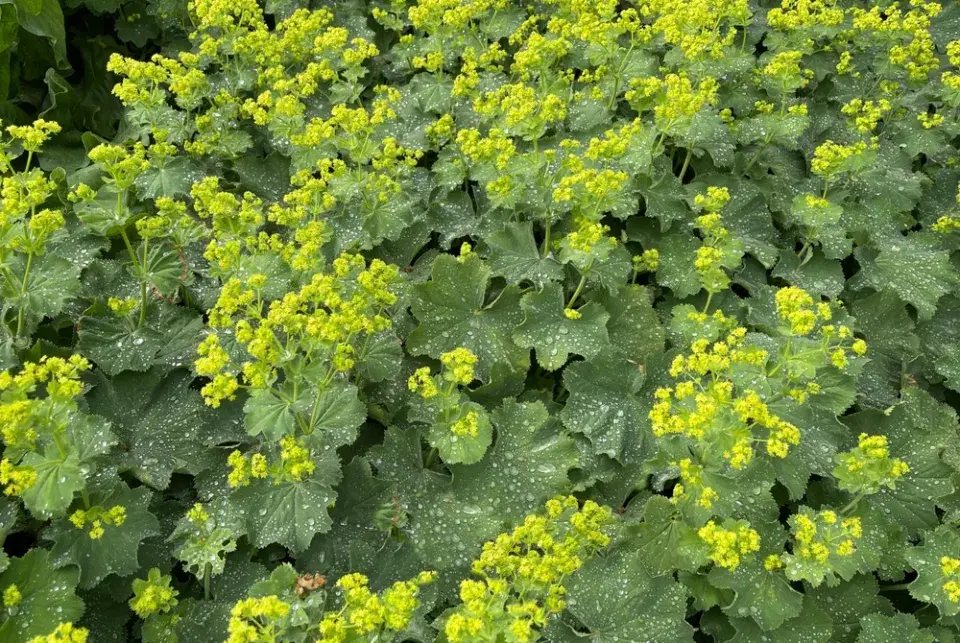 Kontryhel měkký (Alchemilla mollis)