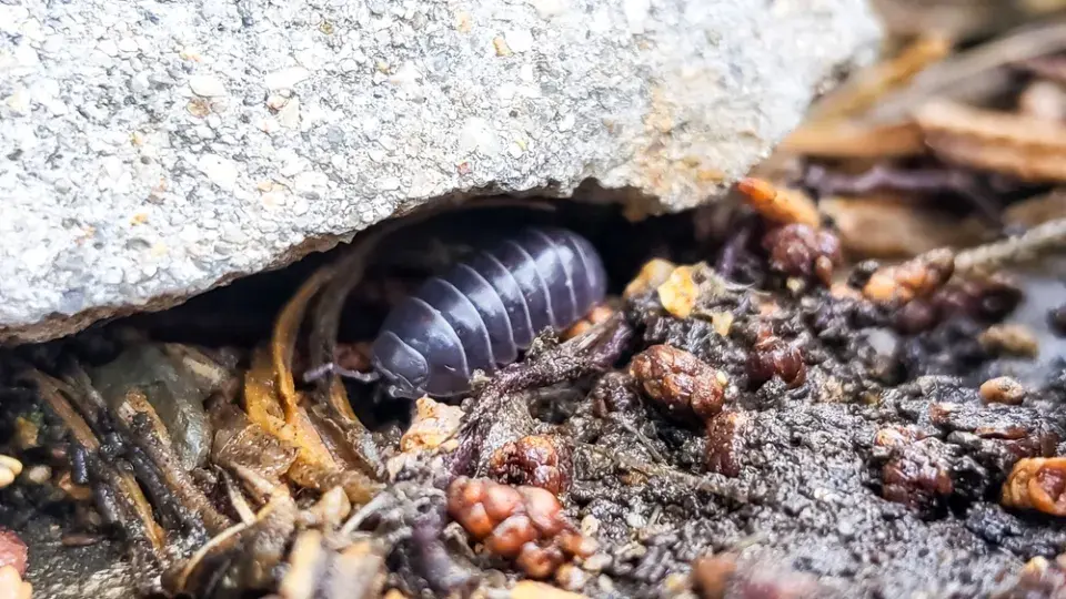 svinka obecná (Armadillidium vulgare)