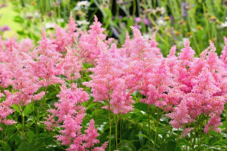 Čechrava (Astilbe)