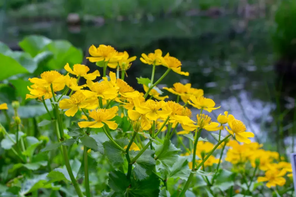 Blatouch bahenní (Caltha palustris)