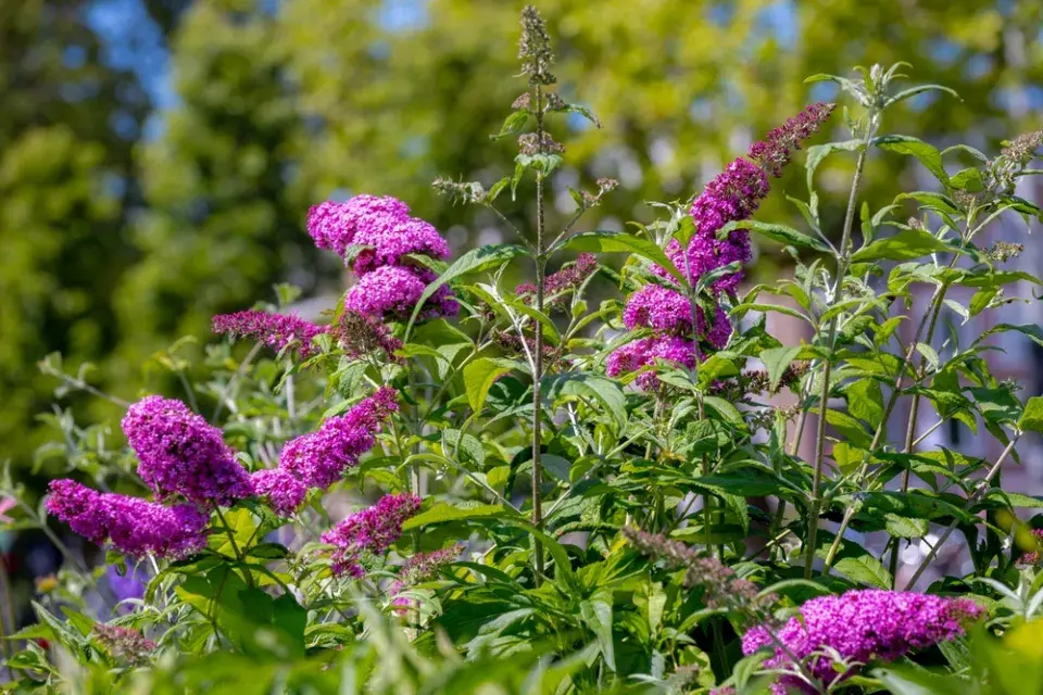 komule Davidova (Buddleja davidii)