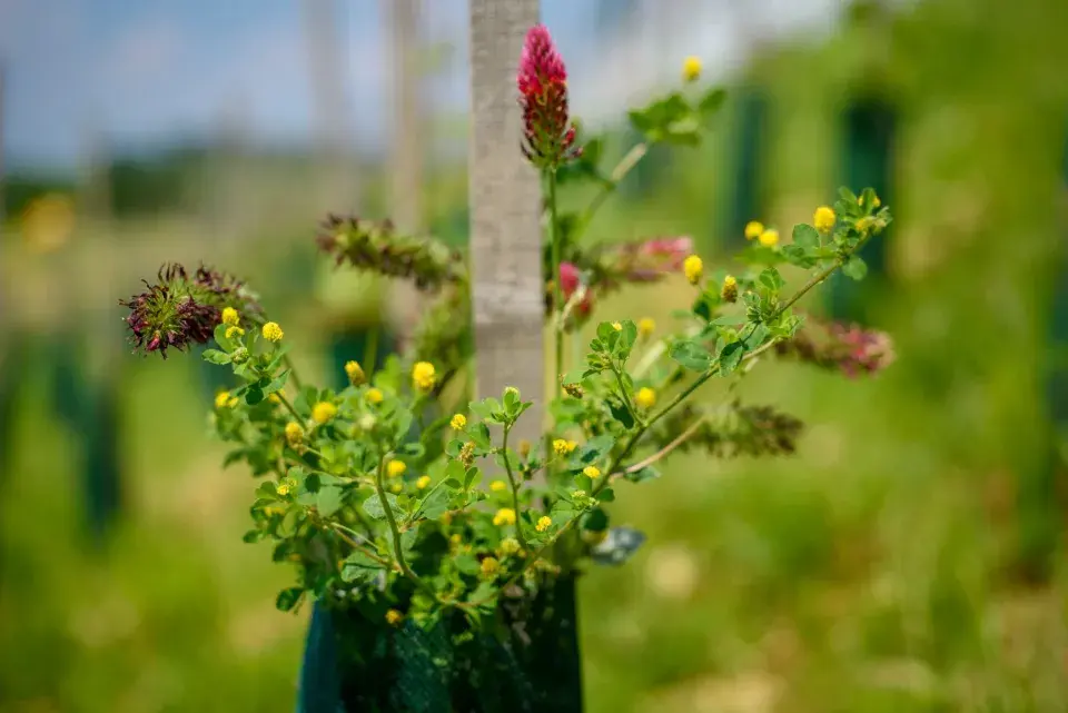 Vinohrad Jaderná elektrárna Dukovany