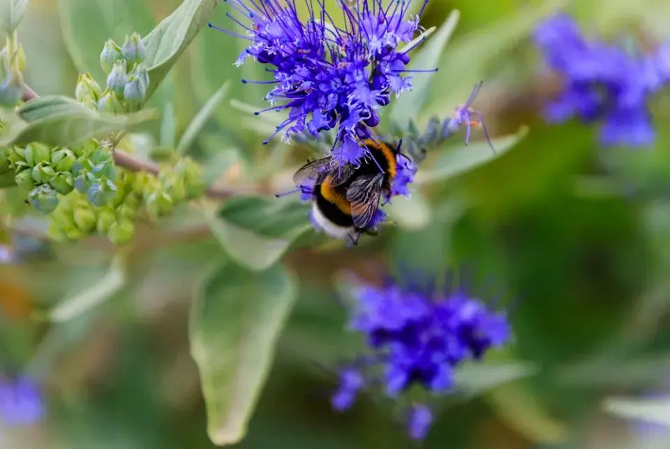 Ořechoplodec, ořechokřídlec, modrovous (Caryopteris)