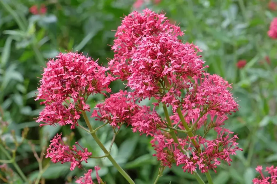 Mavuň červená (Centranthus ruber)