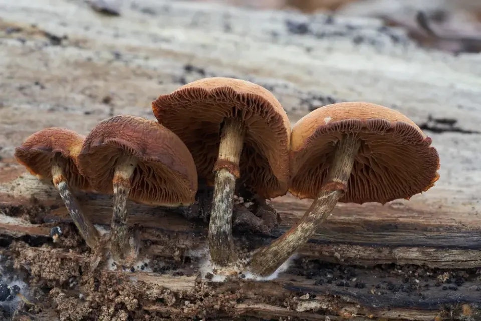 Čepičatka jehličnanová (Galerina marginata)