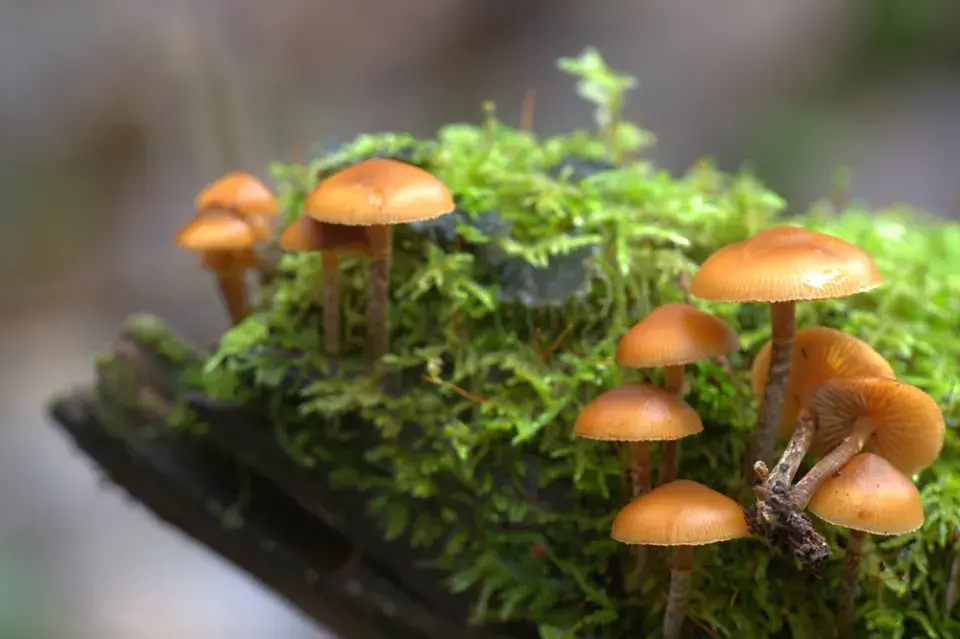 Čepičatka jehličnanová (Galerina marginata)