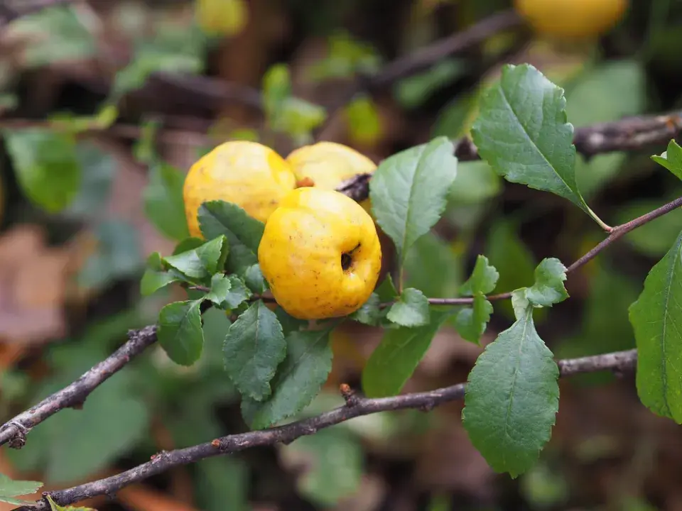 Kdoulovec japonský (Chaenomeles japonica) 