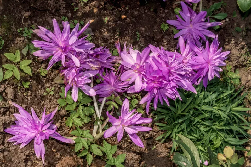 Ocún jesenní (Colchicum autumnale)