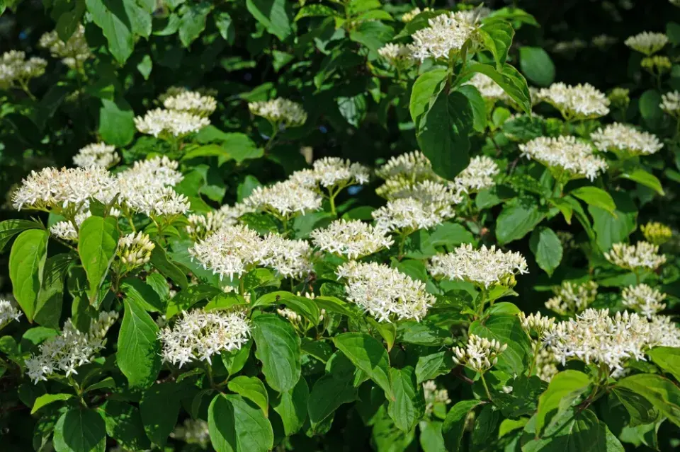 svída krvavá (Cornus sanguinea)