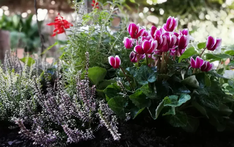 Brambořík břečťanolistý