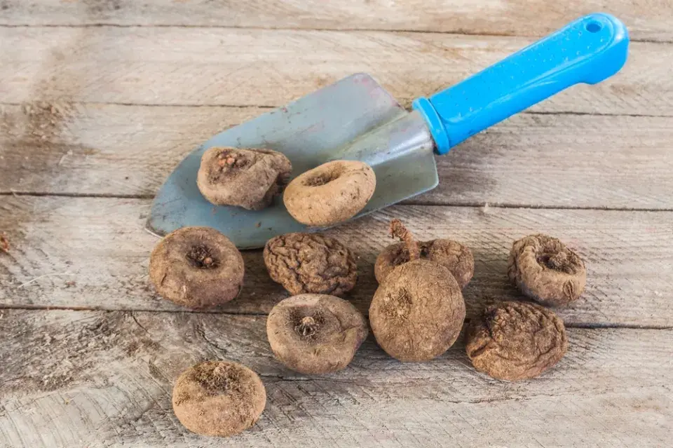 Brambořík břečťanolistý