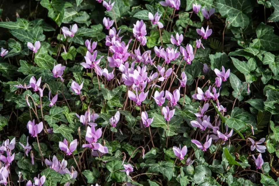 Brambořík břečťanolistý