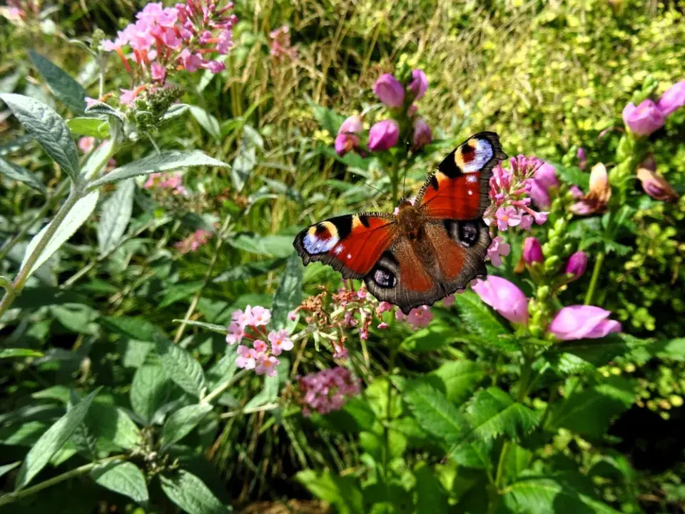 Paní Táňa ráda fotografuje