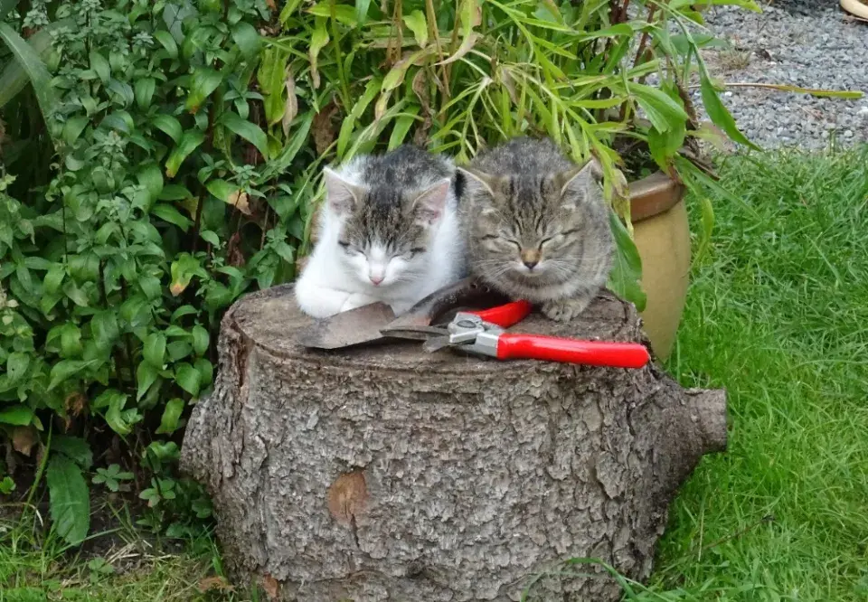 Kocourci dělají oběma manželům radost