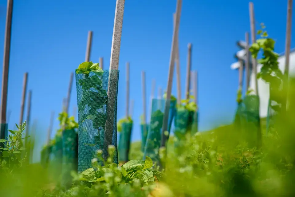 Vinohrad Jaderná elektrárna Dukovany
