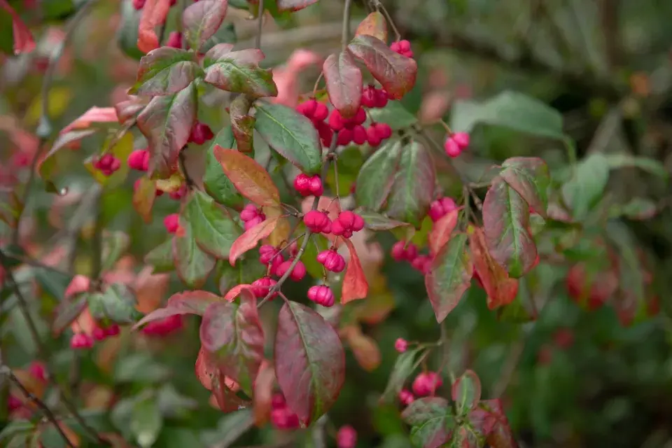 Brslen evropský (Euonymus europaeus) 