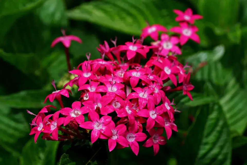 pentas
