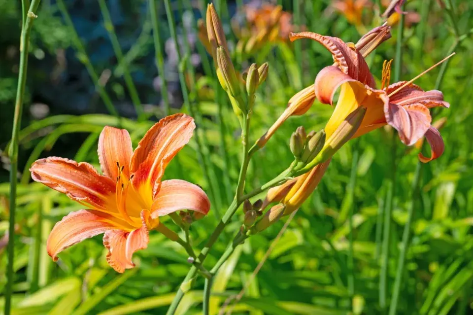 Denivka (Hemerocallis)