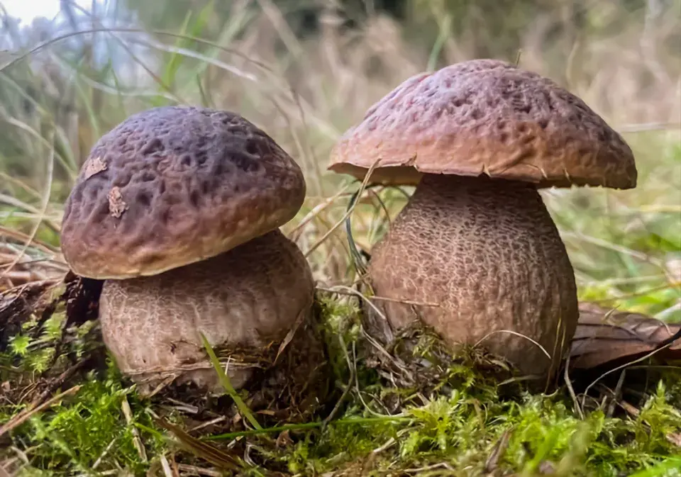 Hřib dubový (Boletus aestivalis)
