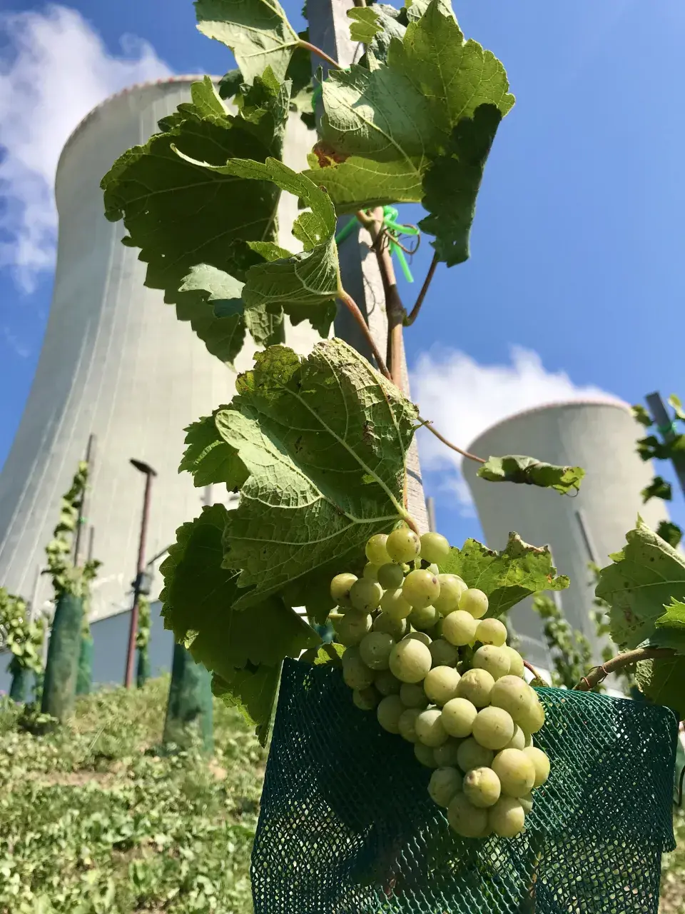 Vinohrad Jaderná elektrárna Dukovany