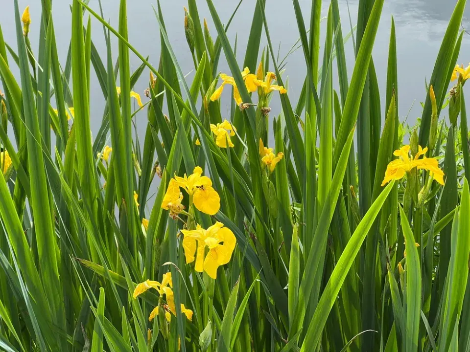 Kosatec žlutý (Iris pseudacorus)