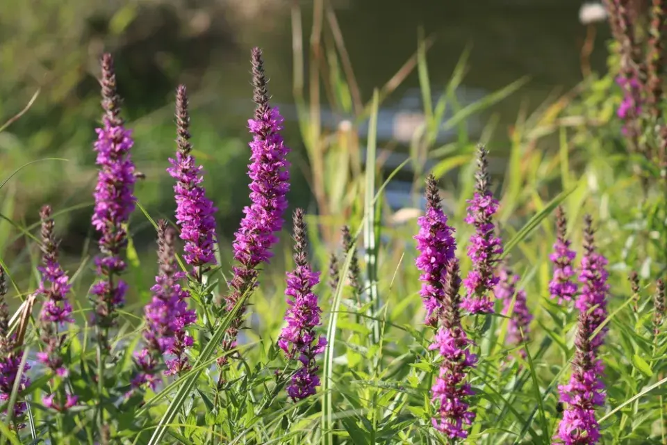 Kyprej vrbice (Lythrum salicaria)