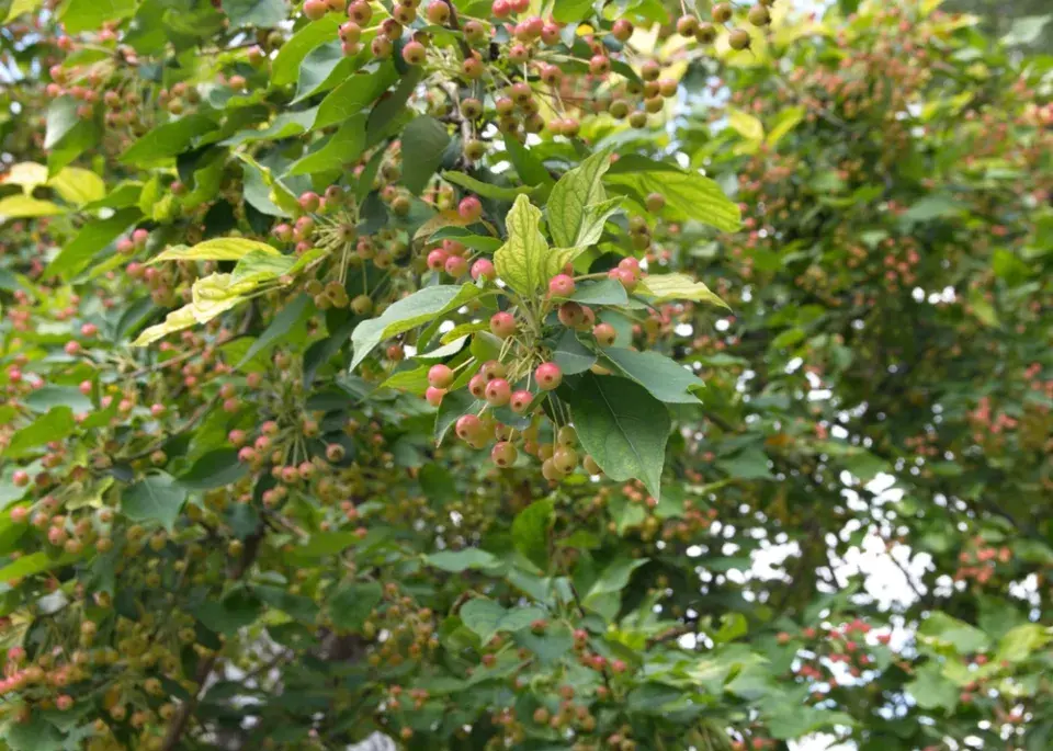 Jabloň drobnoplodá (Malus baccata)