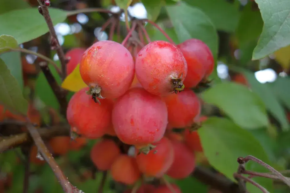 Jabloň korunná (Malus coronaria)
