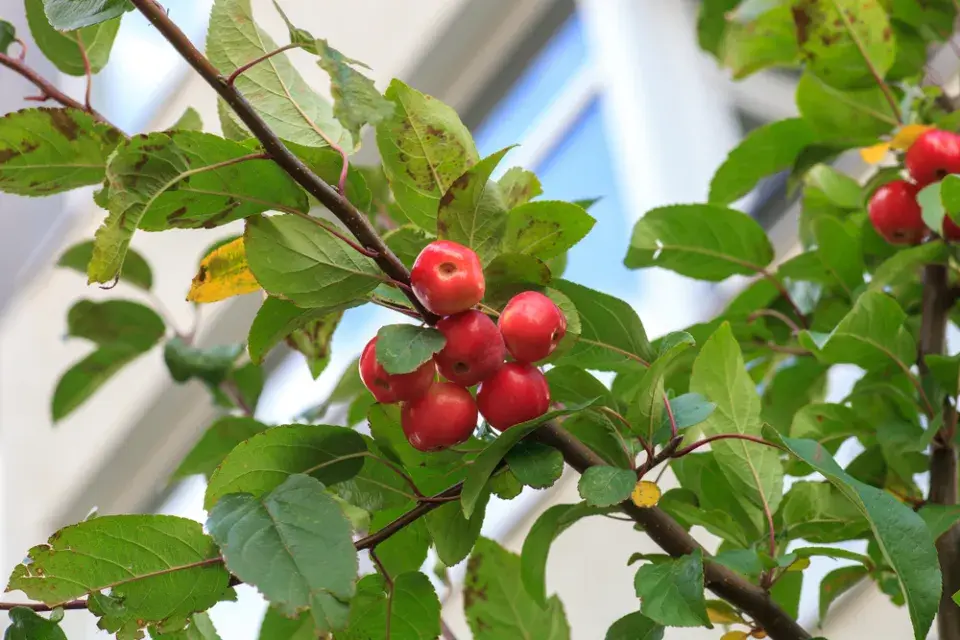 Jabloň třešňolistá (Malus prunifolia)