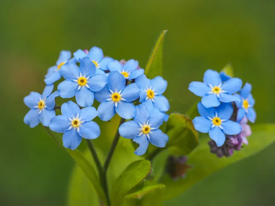 Pomněnka bahenní (Myosotis scorpioides)