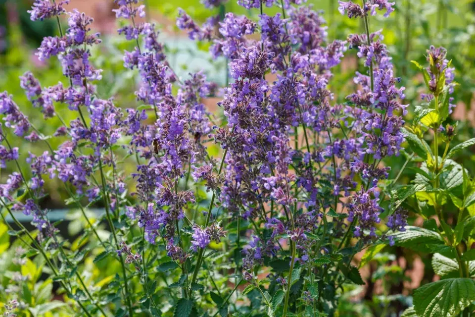 Šanta kočičí (Nepeta)