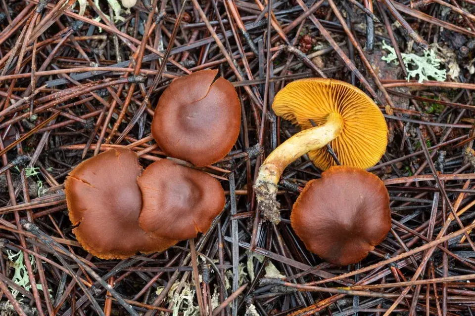 Pavučinec plyšový (Cortinarius orellanus)