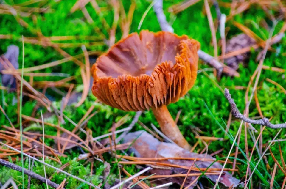 Pavučinec plyšový (Cortinarius orellanus)