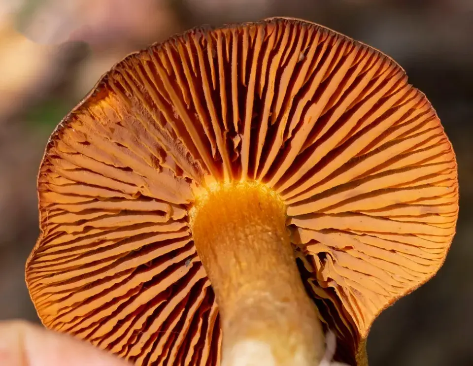 Pavučinec plyšový (Cortinarius orellanus)