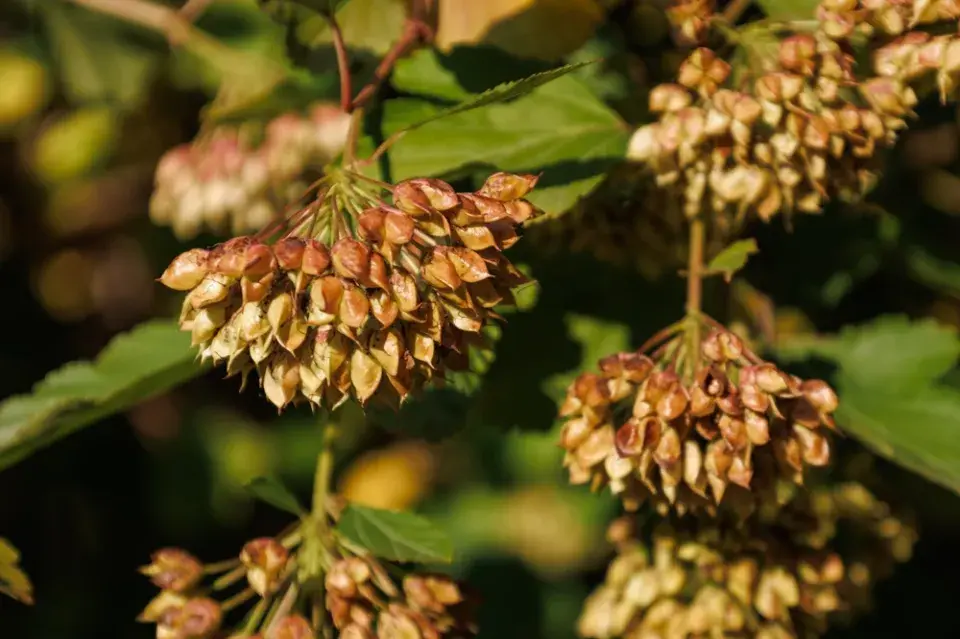 Tavola kalinolistá (Physocarpus opulifolius) 