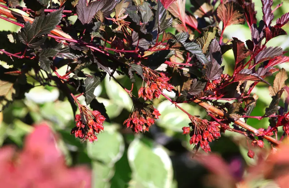 Tavola kalinolistá (Physocarpus opulifolius) 