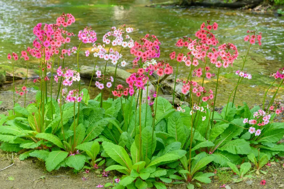 Prvosenka japonská (Primula japonica)